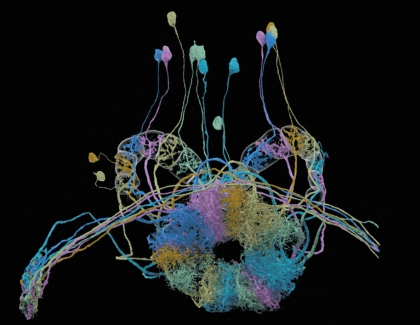 Researchers Unveil Detailed Map of a Fly’s Brain Connectivity