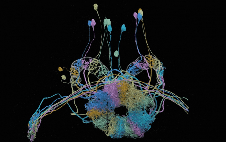Researchers Unveil Detailed Map of a Fly’s Brain Connectivity